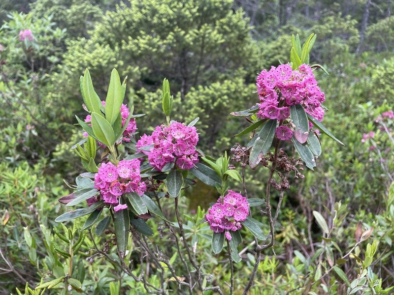 Sheep Laurel