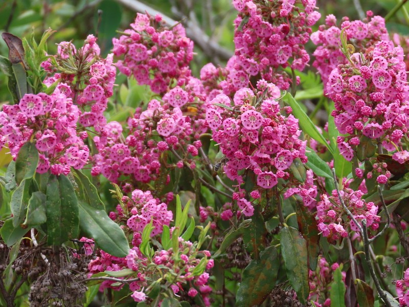 Sheep Laurel photo 2