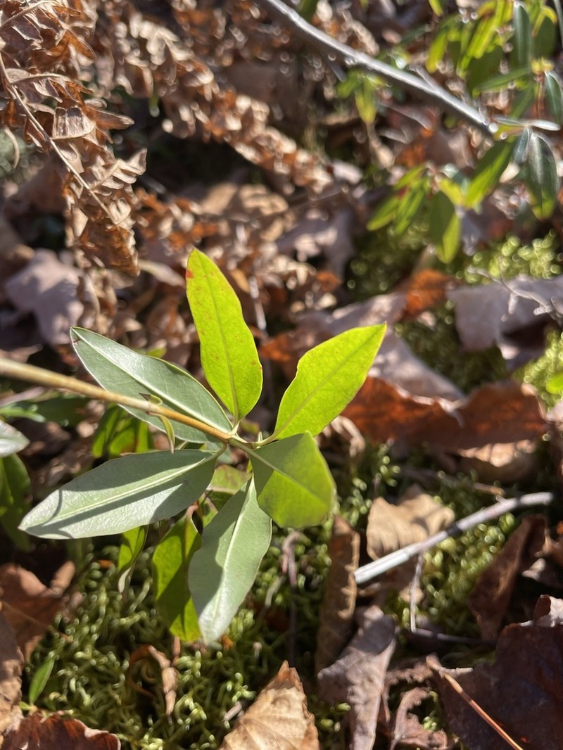 Sheep Laurel photo 3