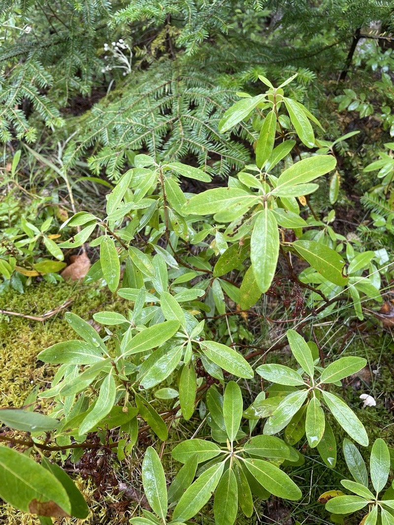 Sheep Laurel photo 4