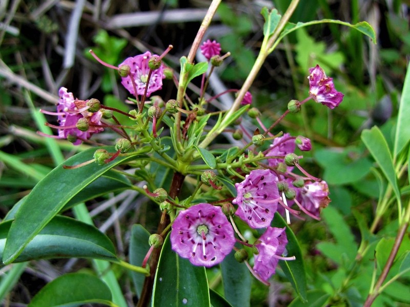 Sheep Laurel photo 5