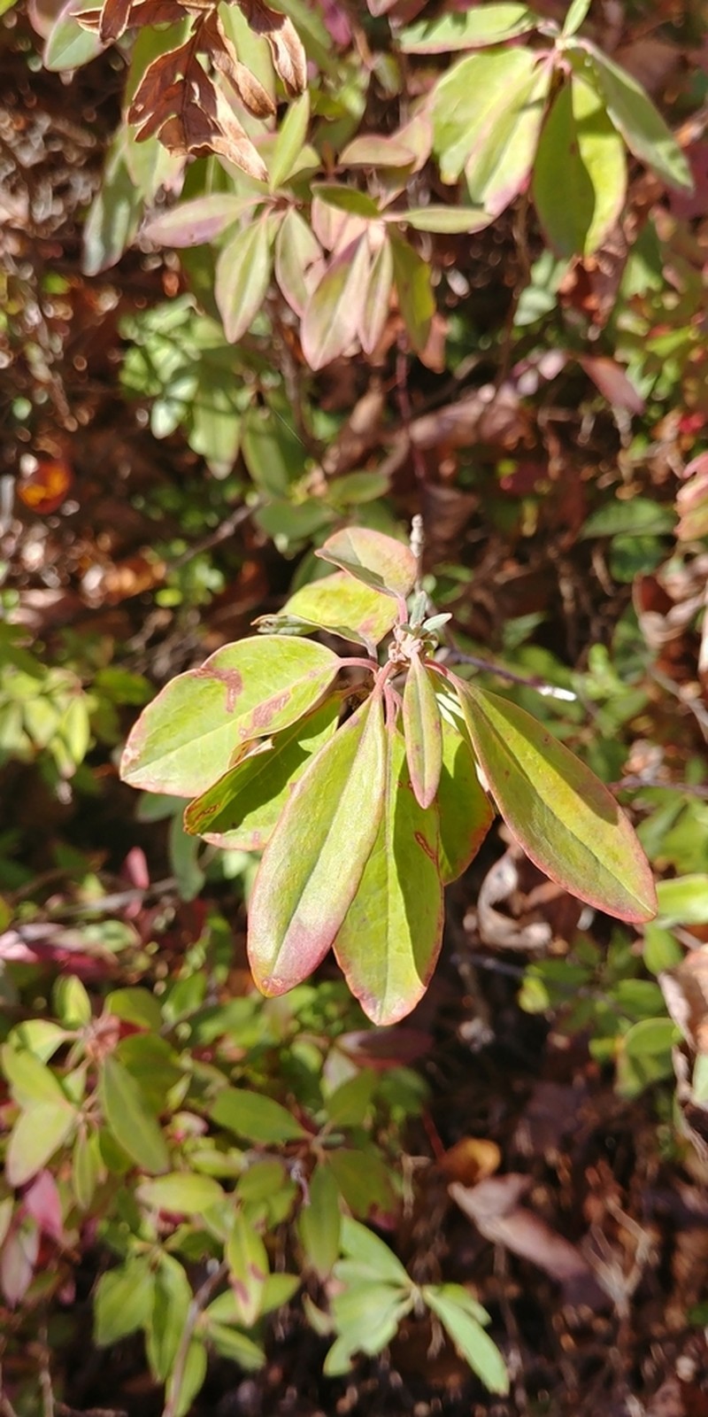 Sheep Laurel photo 6