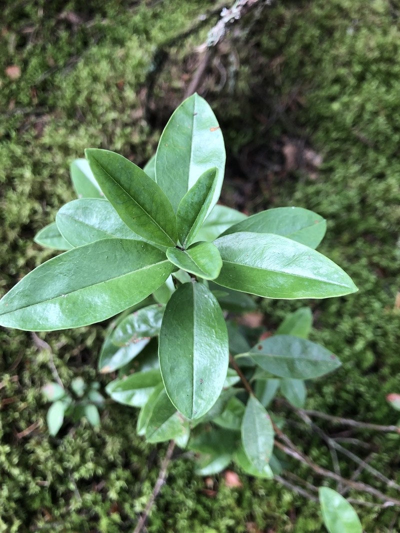 Sheep Laurel photo 7
