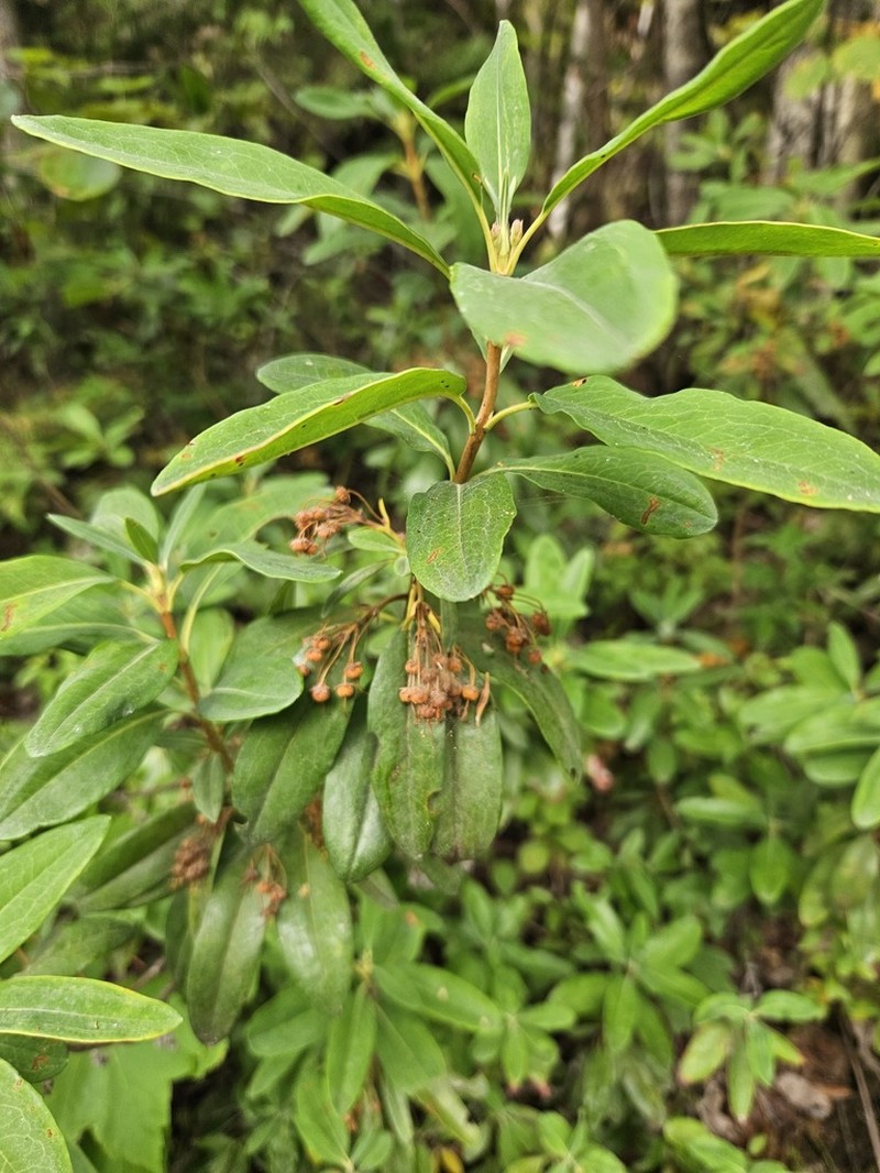 Sheep Laurel photo 8