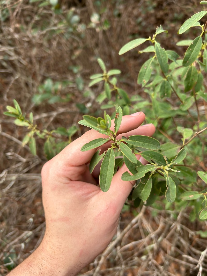 Carolina Laurel