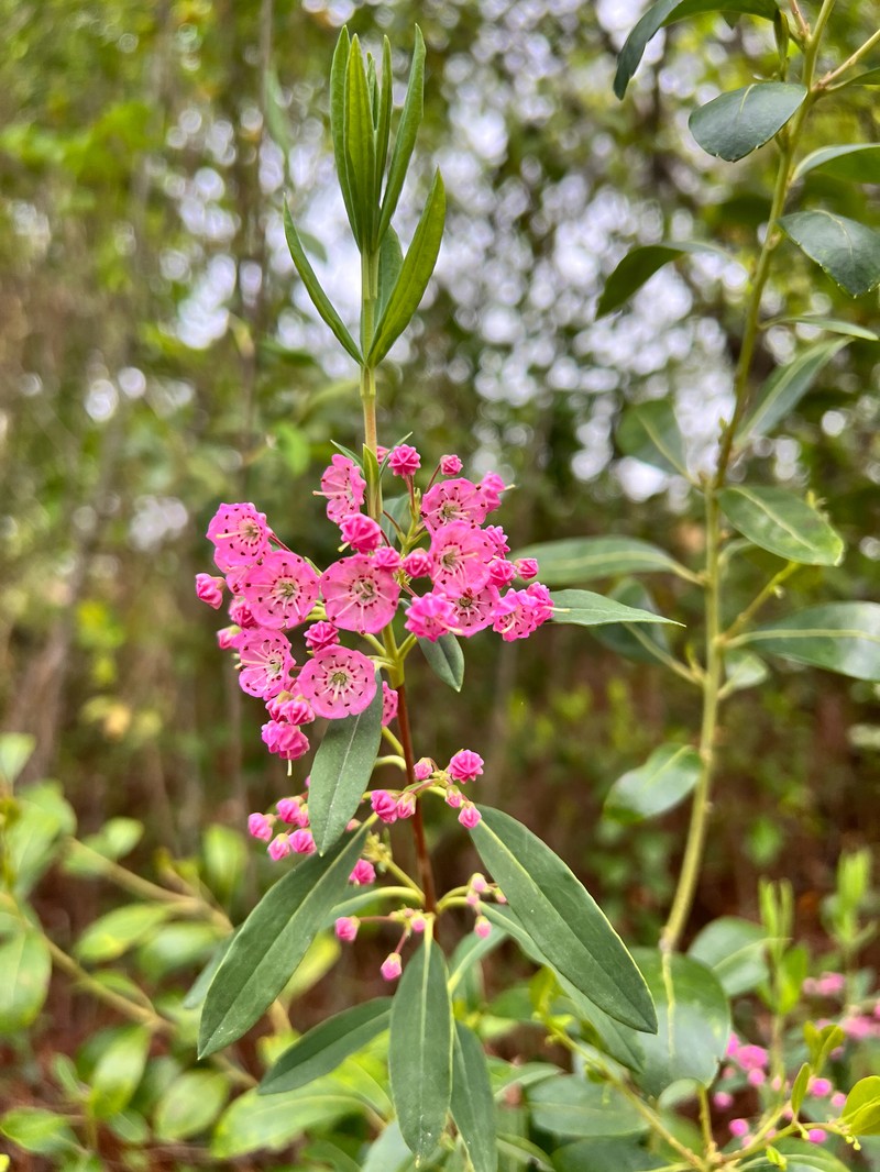 Carolina Laurel photo 2
