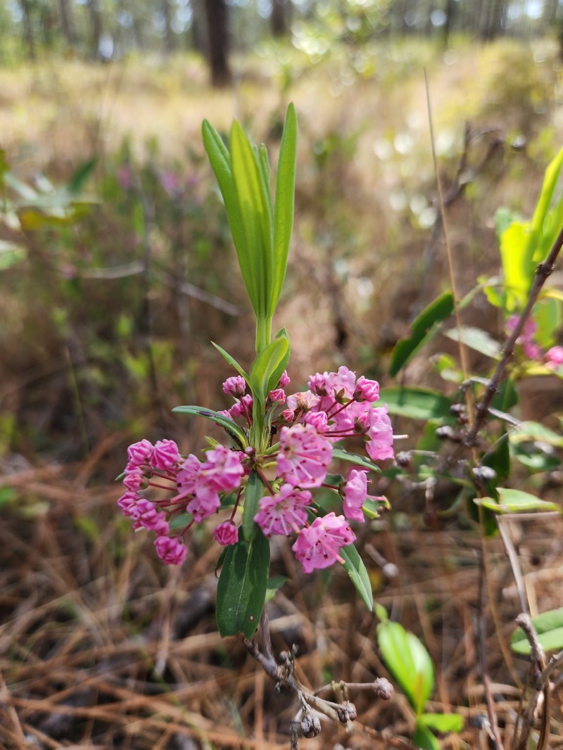 Carolina Laurel photo 5