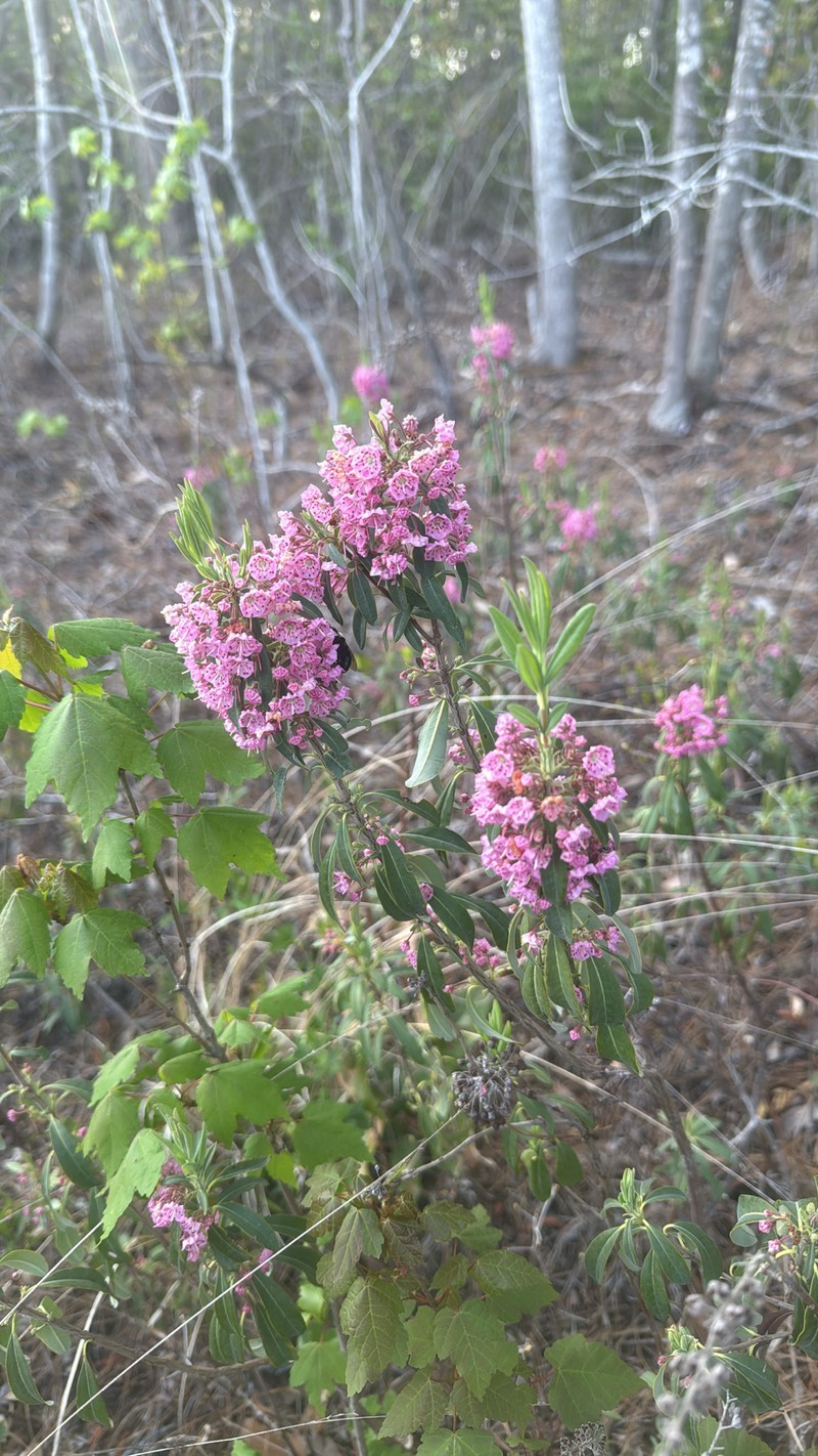 Carolina Laurel photo 6