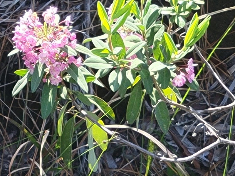 Carolina Laurel photo 7