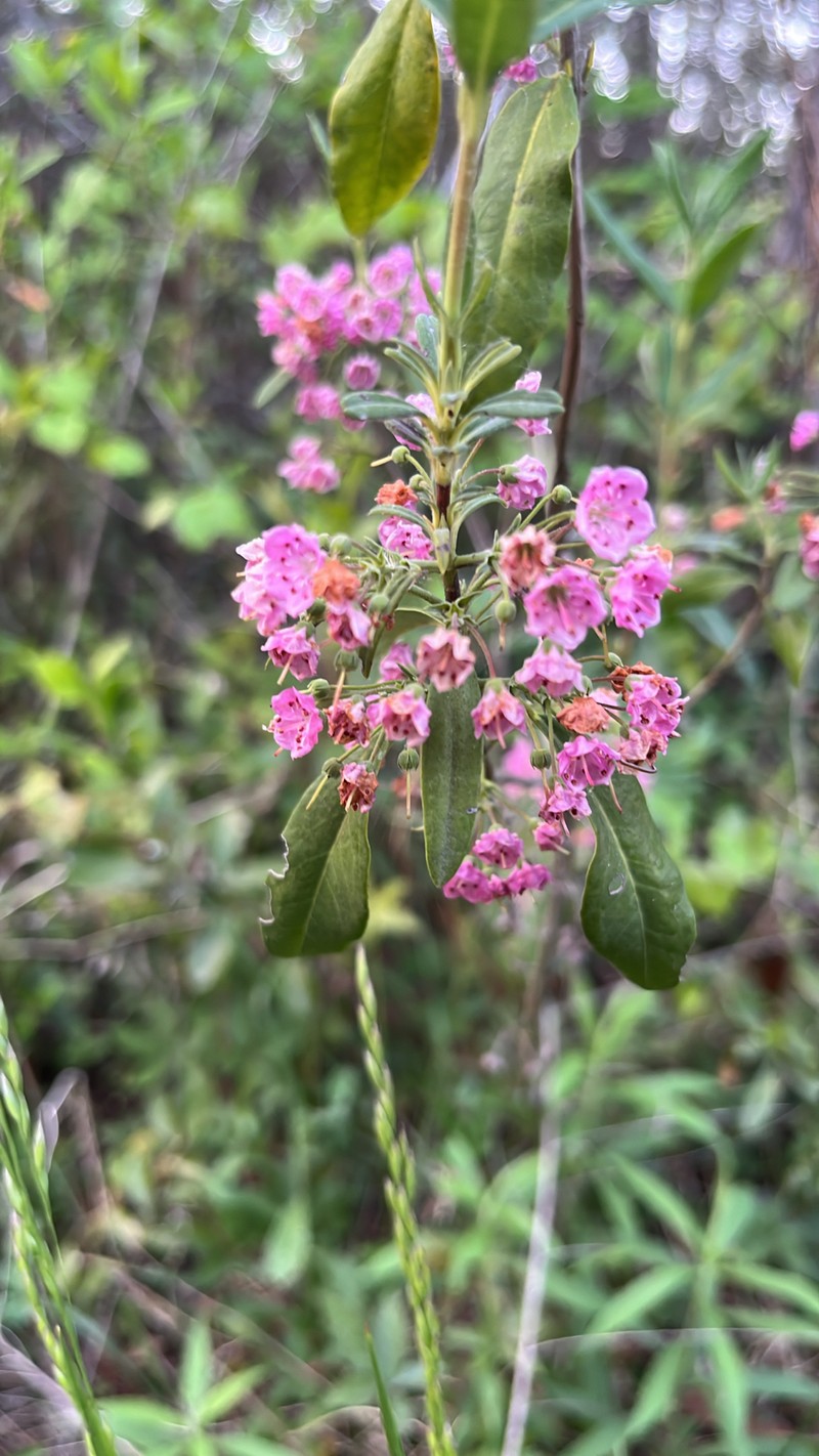 Carolina Laurel photo 8