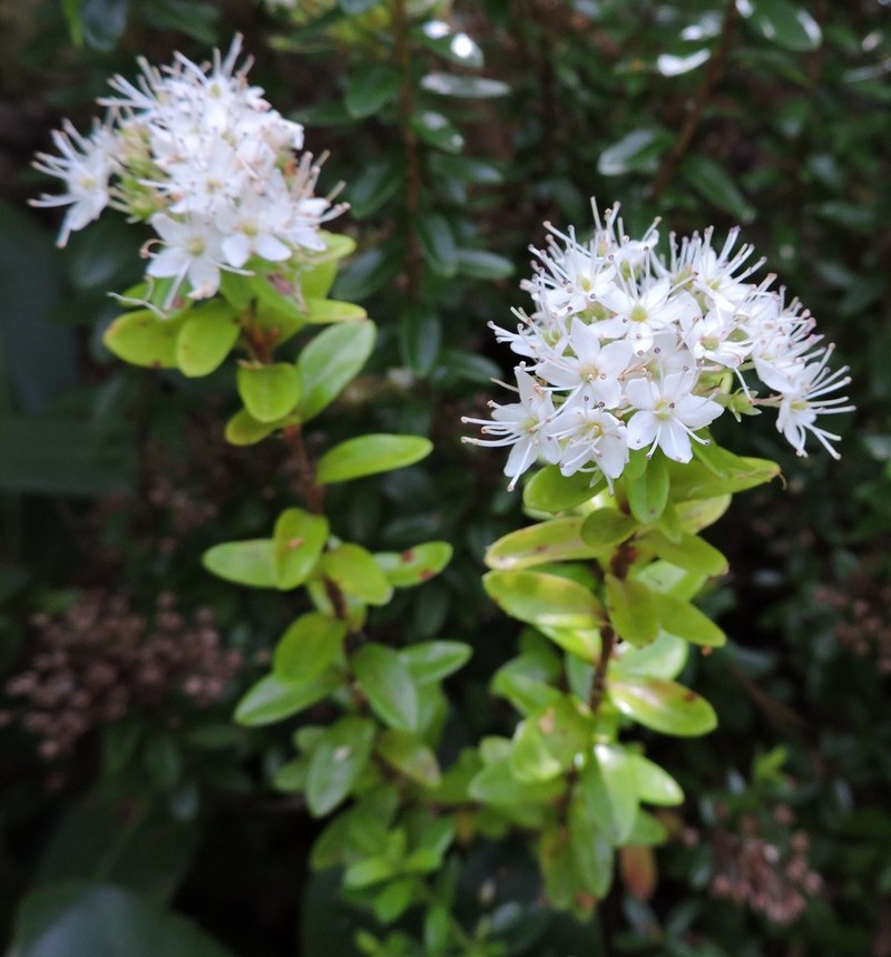 Sandmyrtle