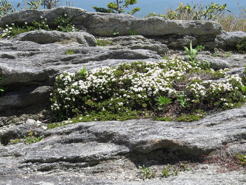 Sandmyrtle photo 2