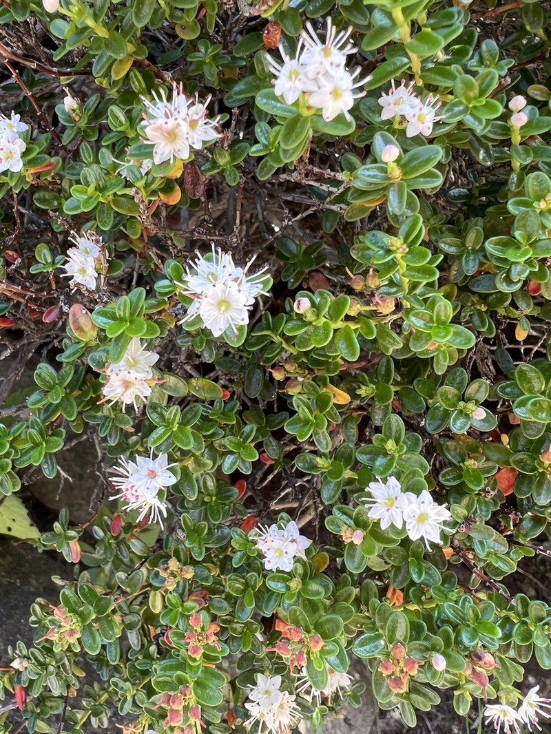 Sandmyrtle photo 3
