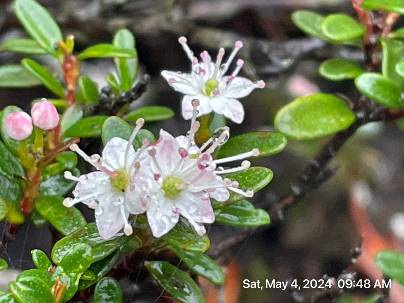 Sandmyrtle photo 5