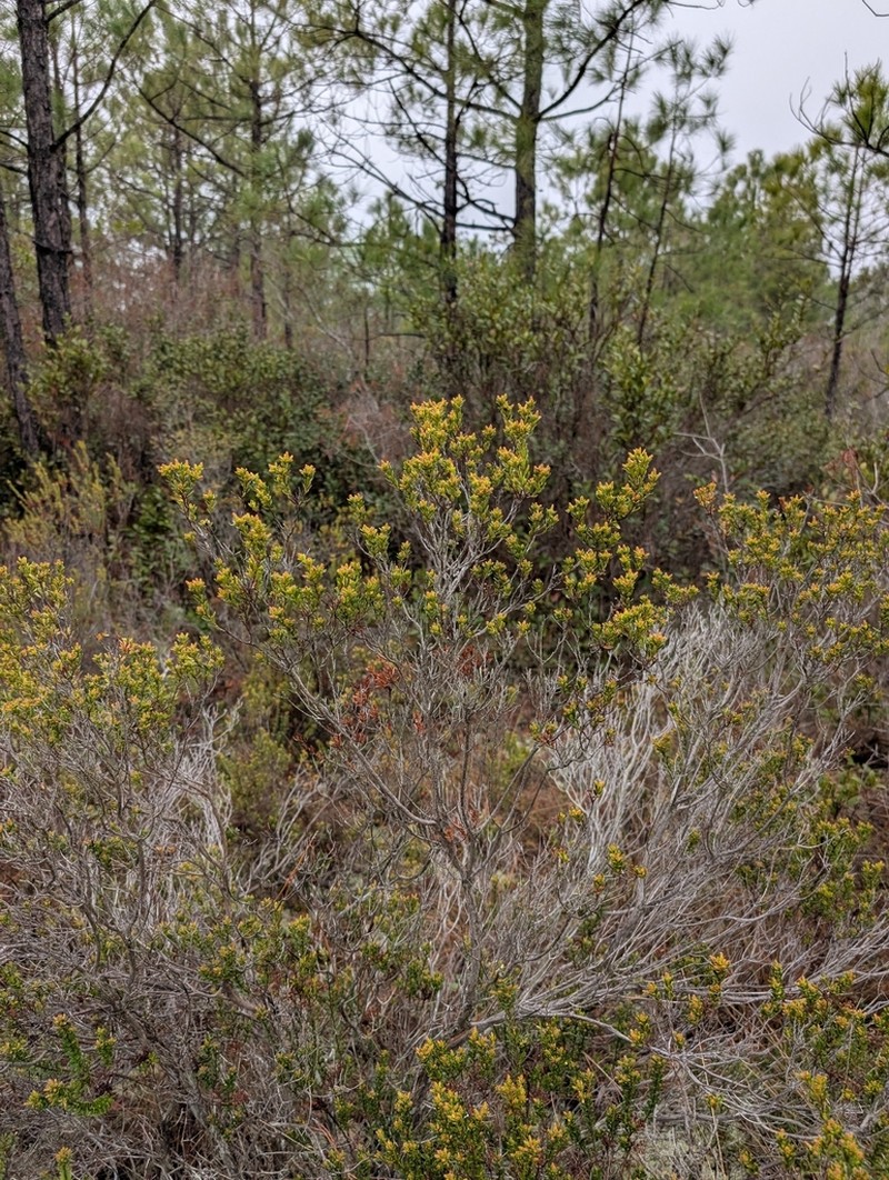 Sandmyrtle photo 6