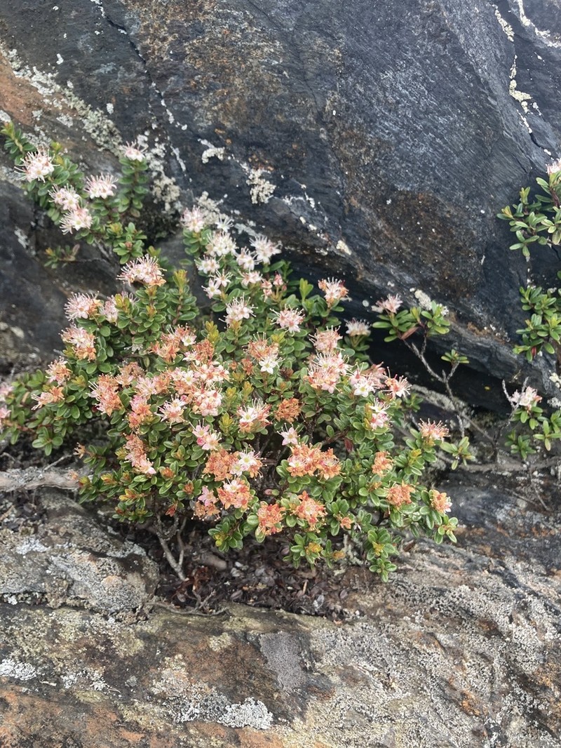 Sandmyrtle photo 8