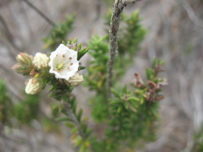 Kalmia ericoides