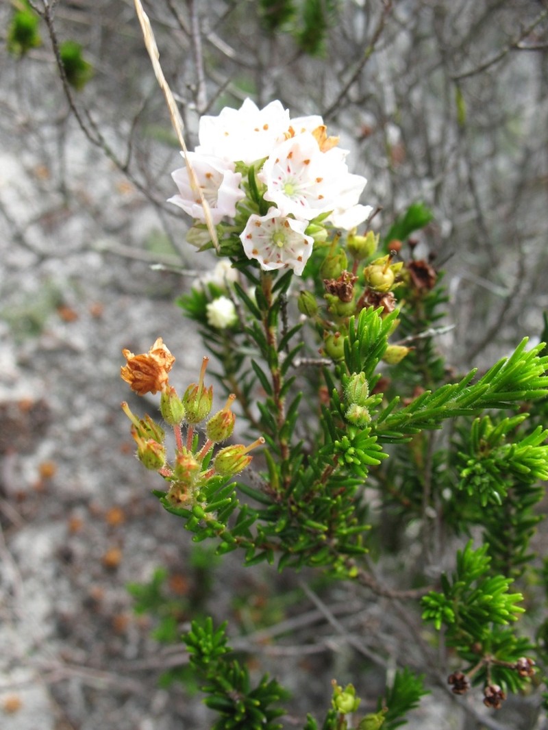 Kalmia ericoides photo 2