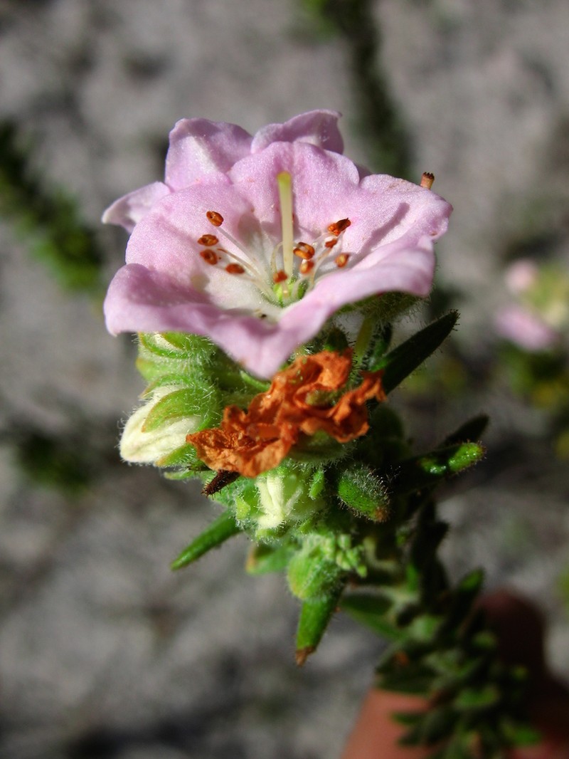 Kalmia ericoides photo 4
