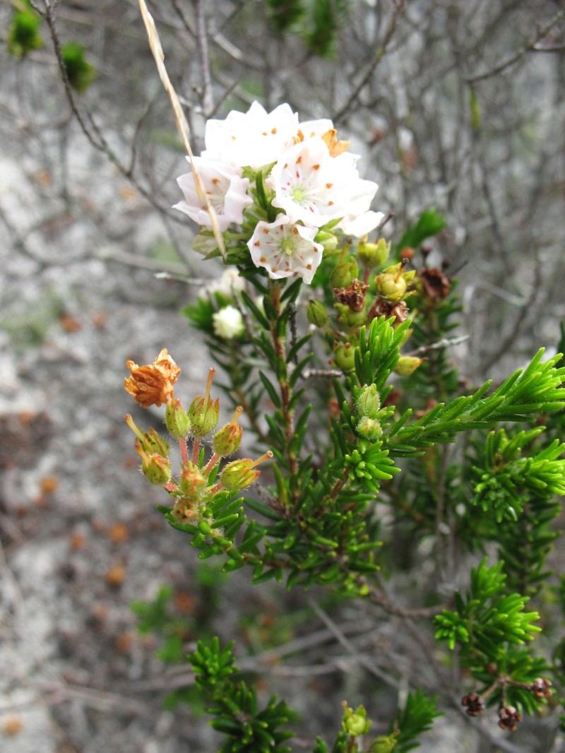 Kalmia ericoides photo 5
