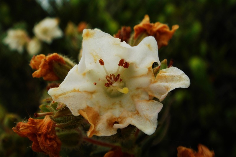 Kalmia ericoides photo 7