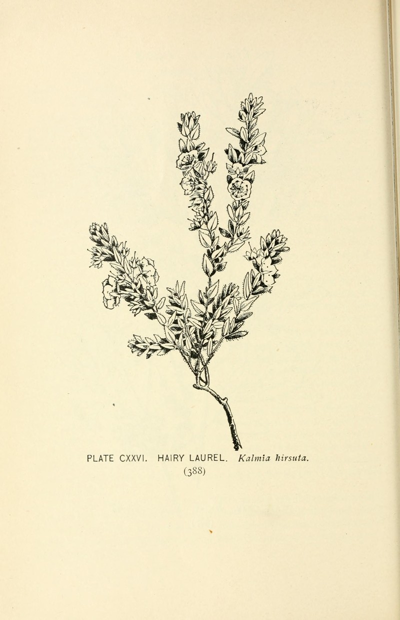 Hairy Laurel