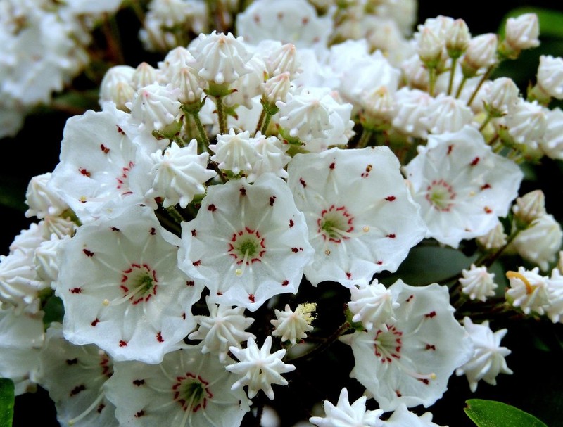 Mountain Laurel