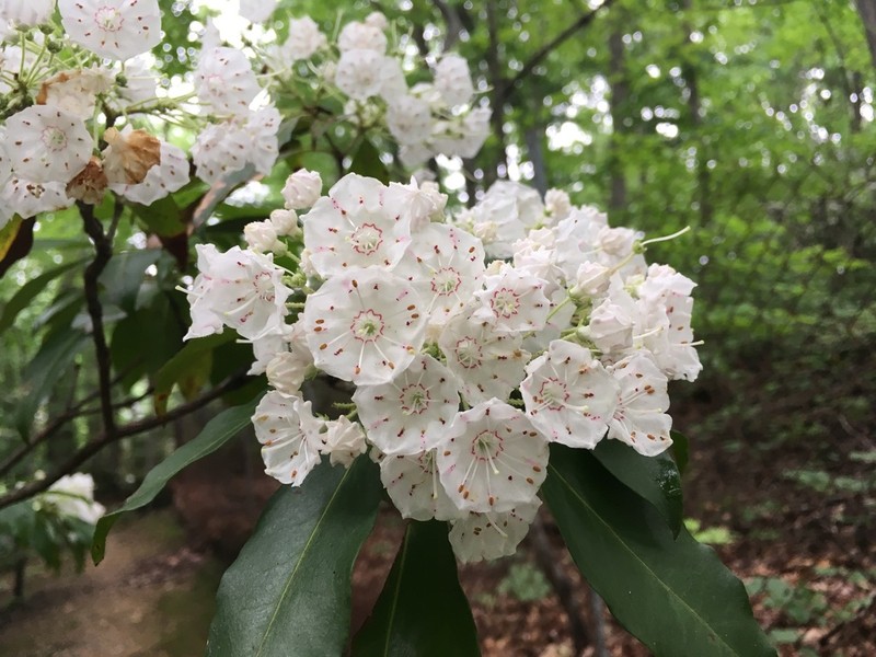Mountain Laurel photo 2