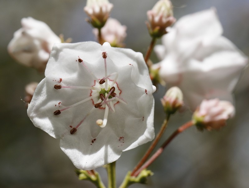 Mountain Laurel photo 3