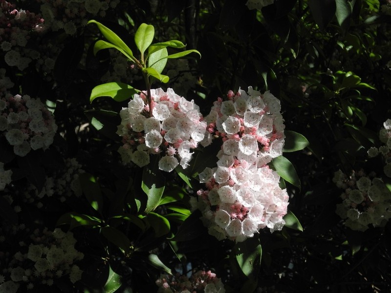 Mountain Laurel photo 4