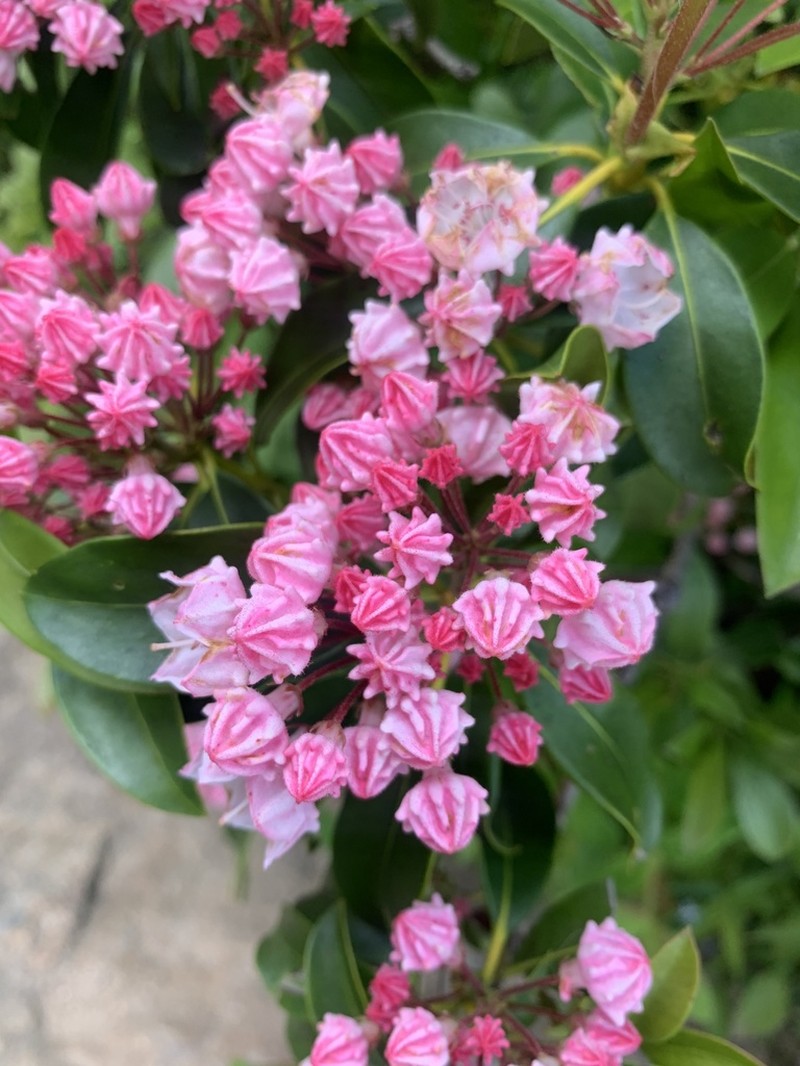 Mountain Laurel photo 5