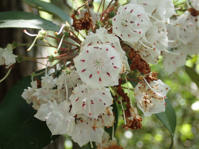 Mountain Laurel photo 6