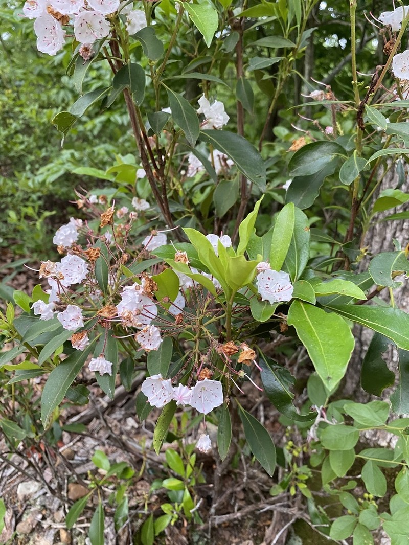 Mountain Laurel photo 7