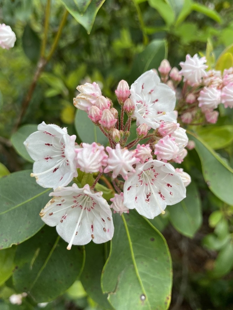 Mountain Laurel photo 8