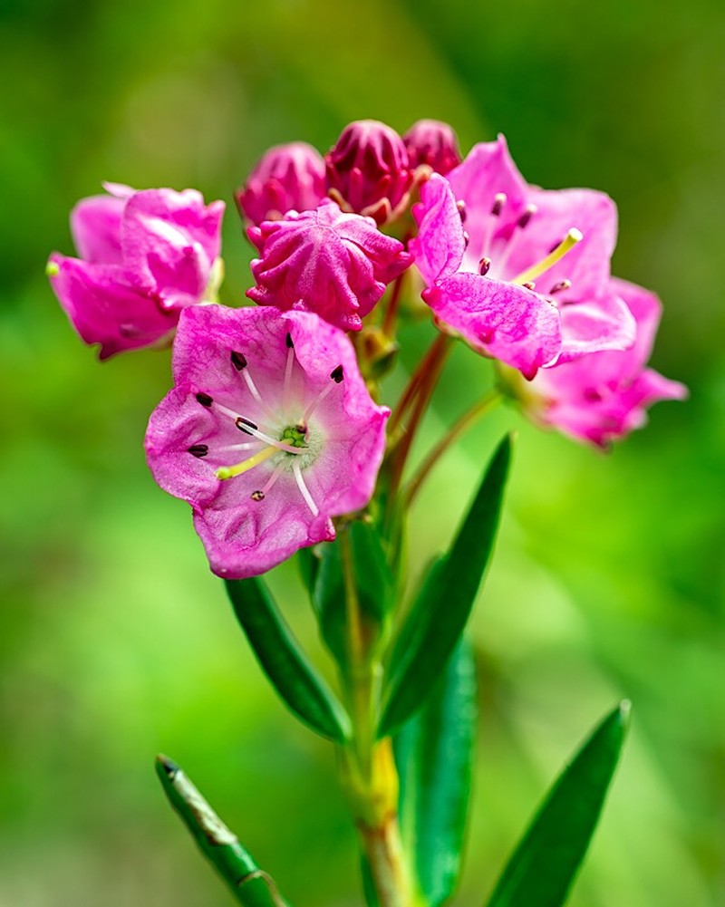 Alpine Laurel photo 3