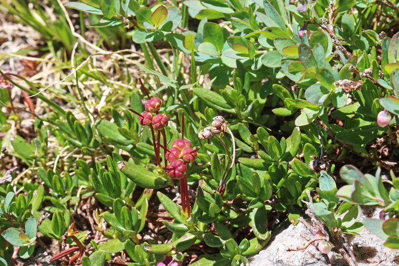 Alpine Laurel photo 4