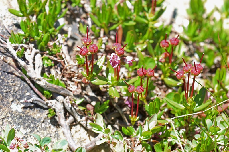 Alpine Laurel photo 5