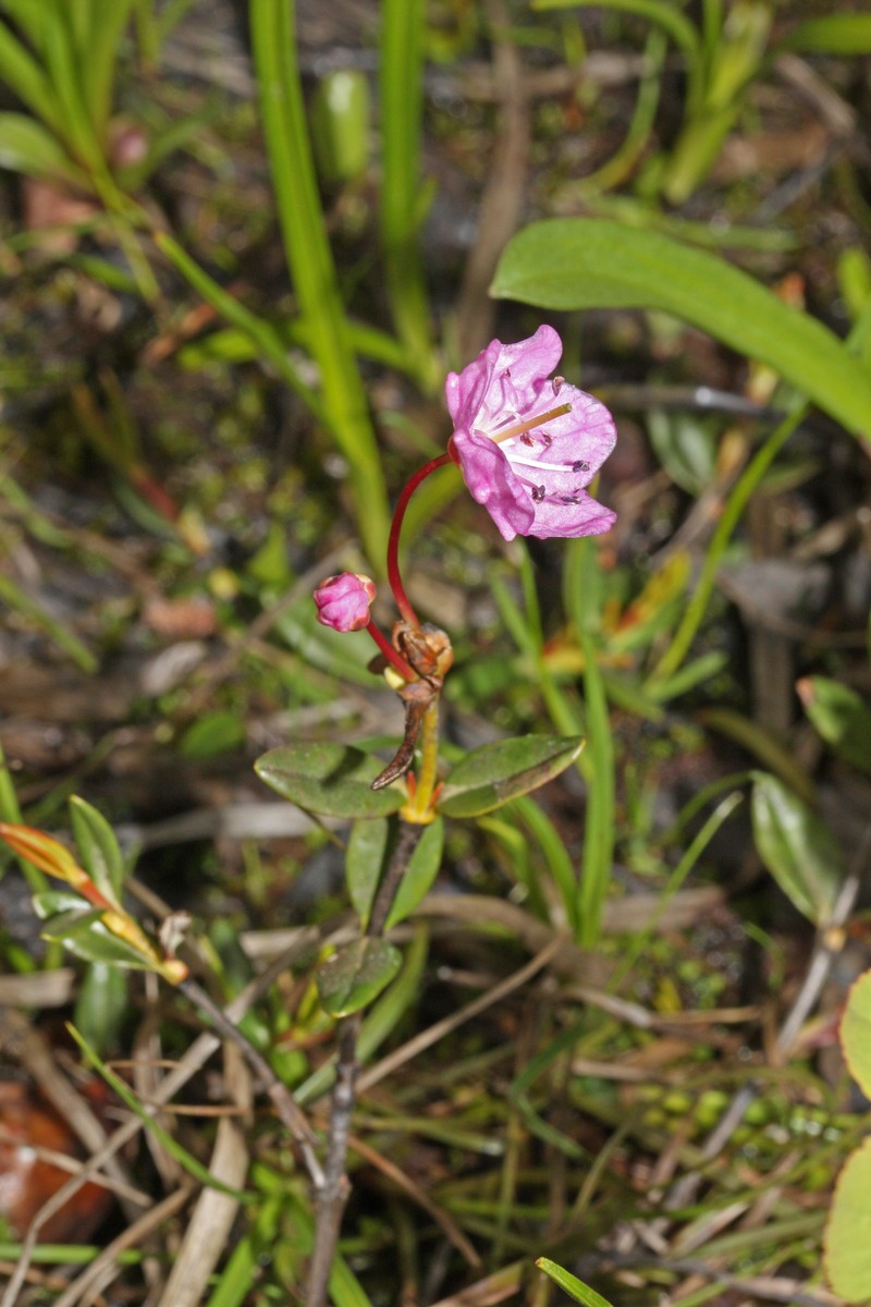 Alpine Laurel