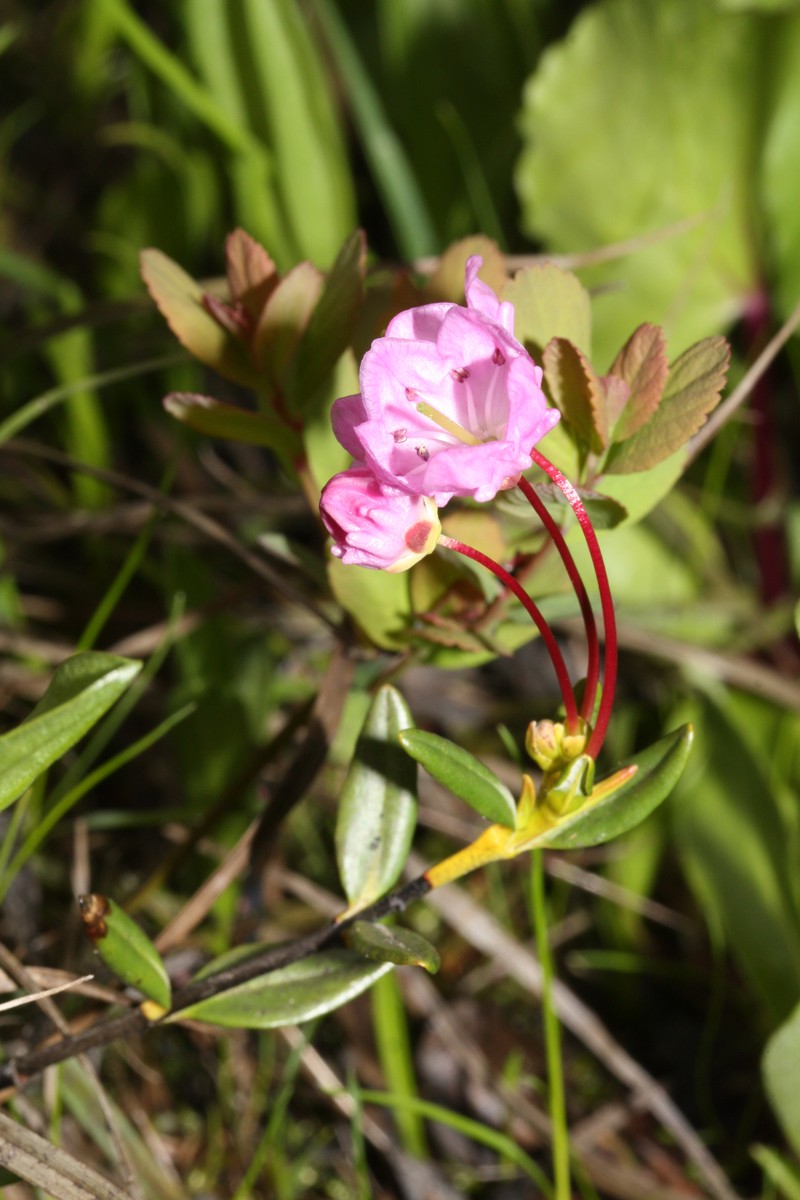 Alpine Laurel photo 2