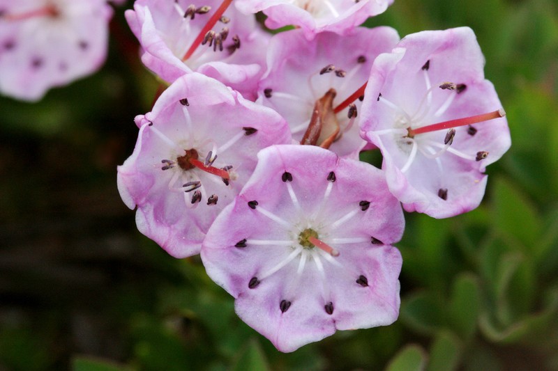 Alpine Laurel photo 2