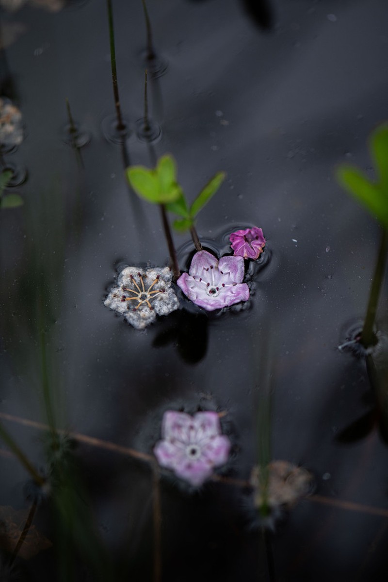 Alpine Laurel photo 3
