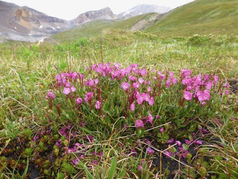 Alpine Laurel photo 4