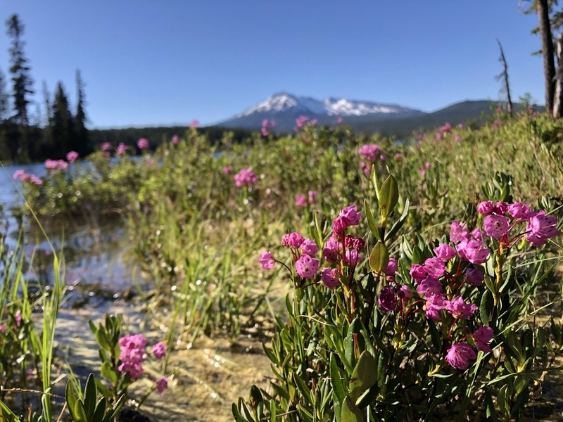 Alpine Laurel photo 5