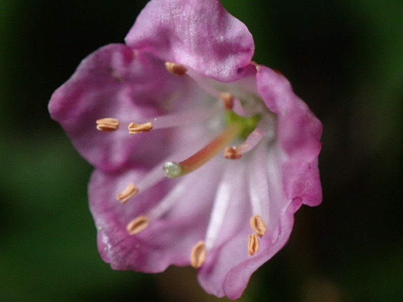 Alpine Laurel photo 6