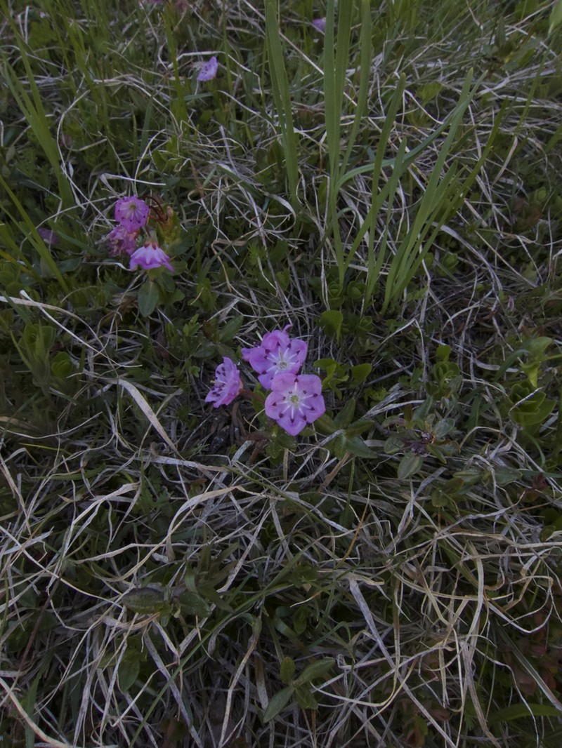 Alpine Laurel photo 7
