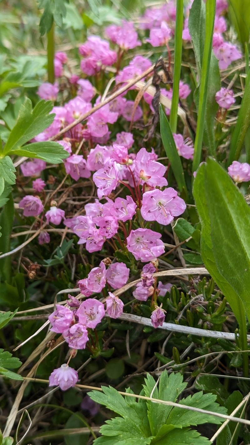 Alpine Laurel photo 8
