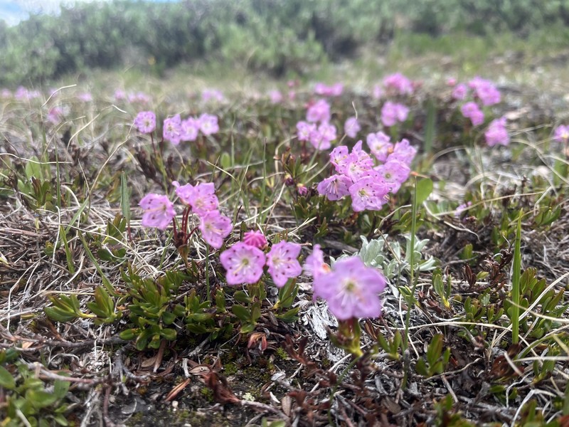 Kalmia microphylla var. microphylla