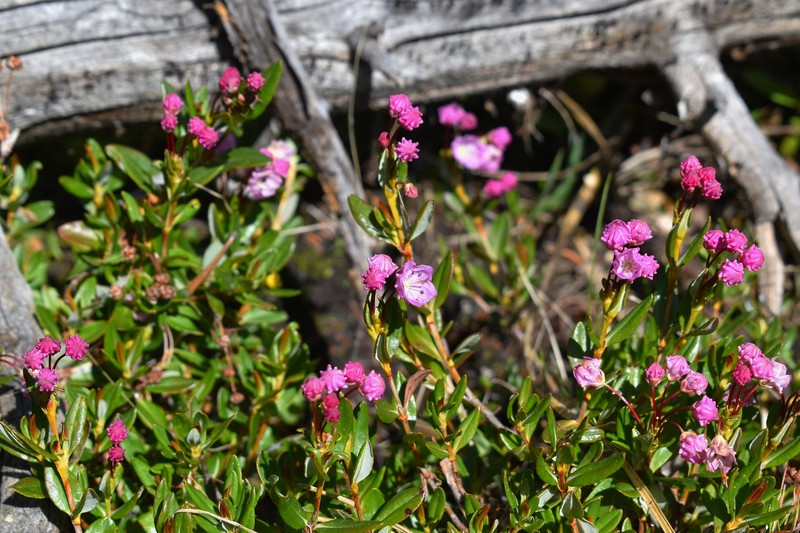 Kalmia microphylla var. microphylla photo 2