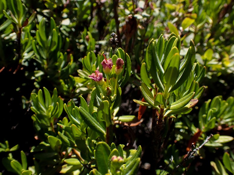 Kalmia microphylla var. microphylla photo 3