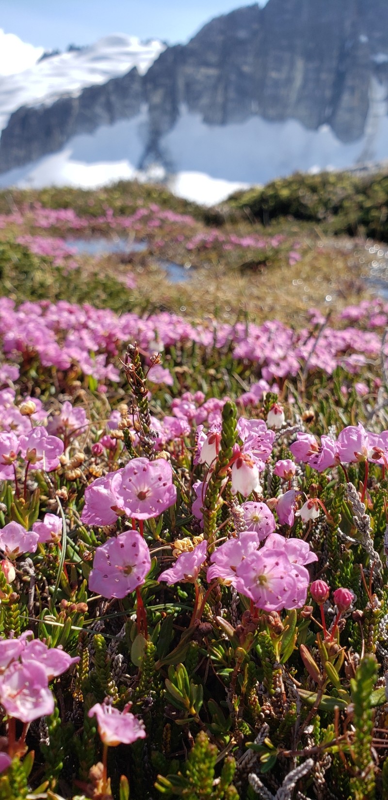 Kalmia microphylla var. microphylla photo 5